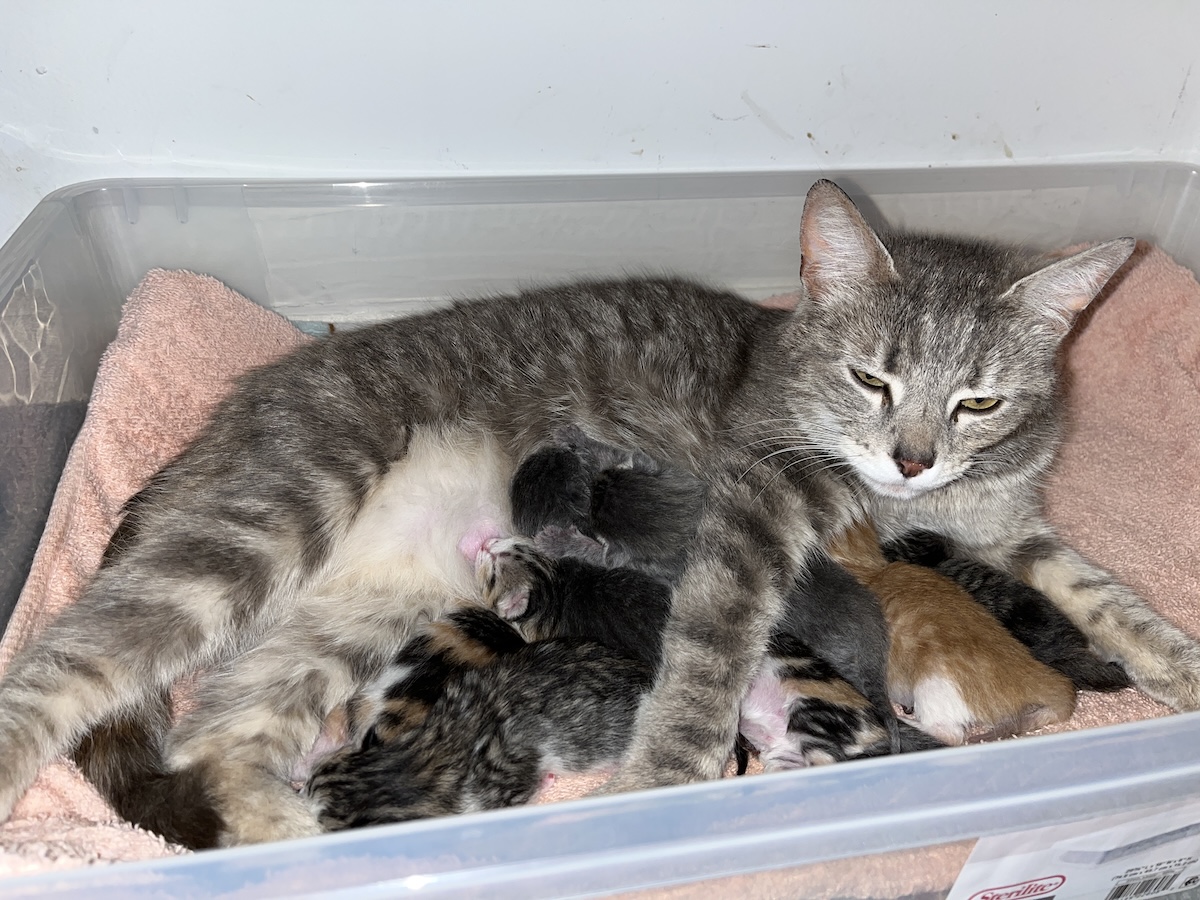 Cat rescue